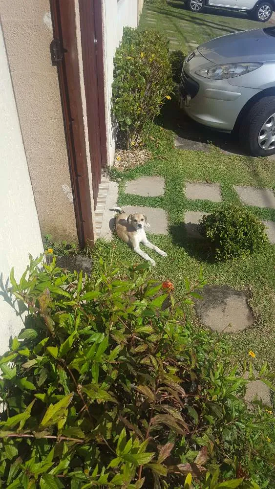 Cachorro ra a Vira-lata  idade 2 a 6 meses nome Tonca 