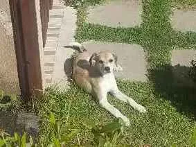 Cachorro ra a Vira-lata  idade 2 a 6 meses nome Tonca 