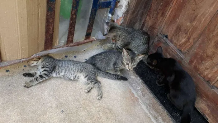Gato raça  idade 2 a 6 meses nome Sem nomes