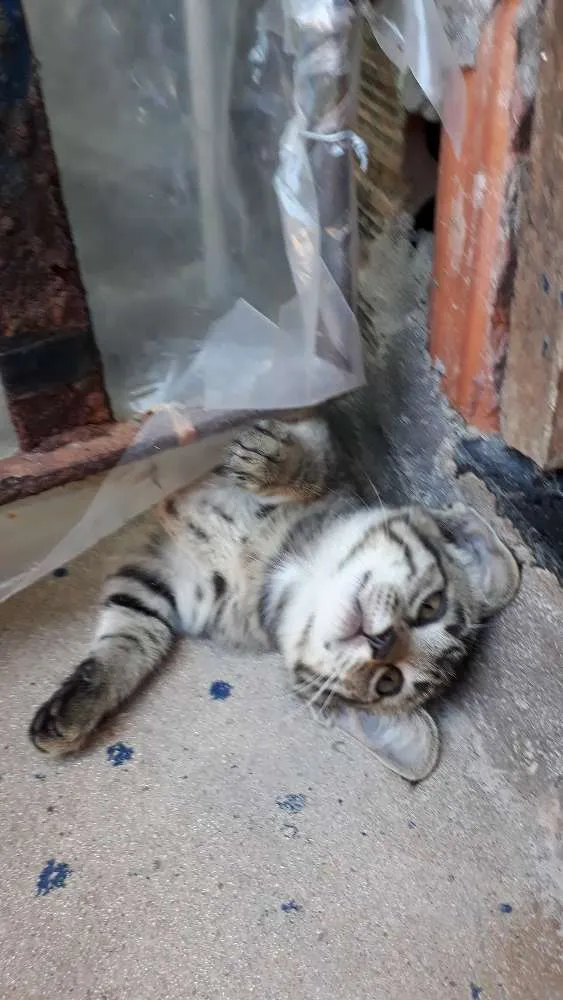 Gato raça  idade 2 a 6 meses nome Sem nomes