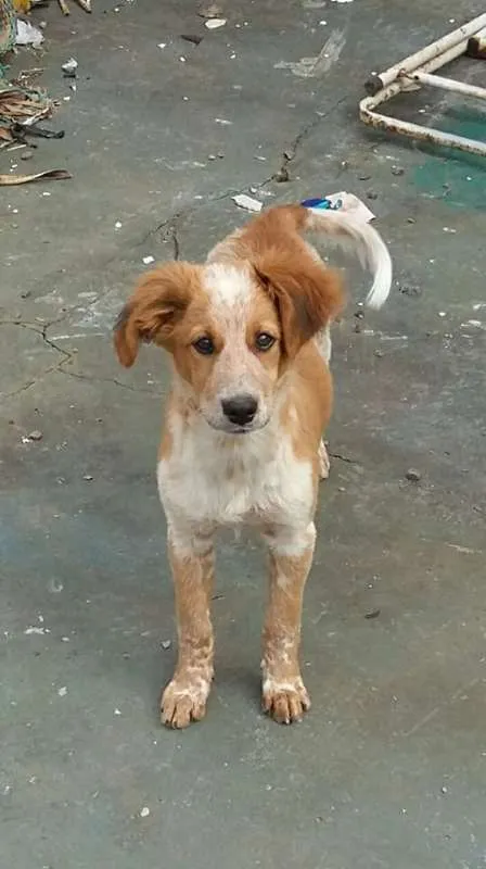 Cachorro ra a srd idade 2 a 6 meses nome logan
