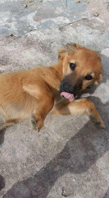 Cachorro ra a srd idade 2 a 6 meses nome costelinha