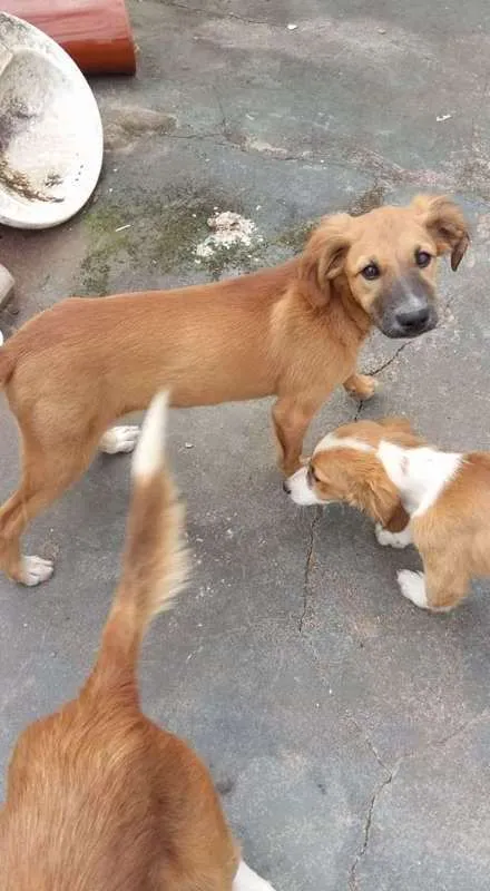 Cachorro ra a srd idade 2 a 6 meses nome gwen