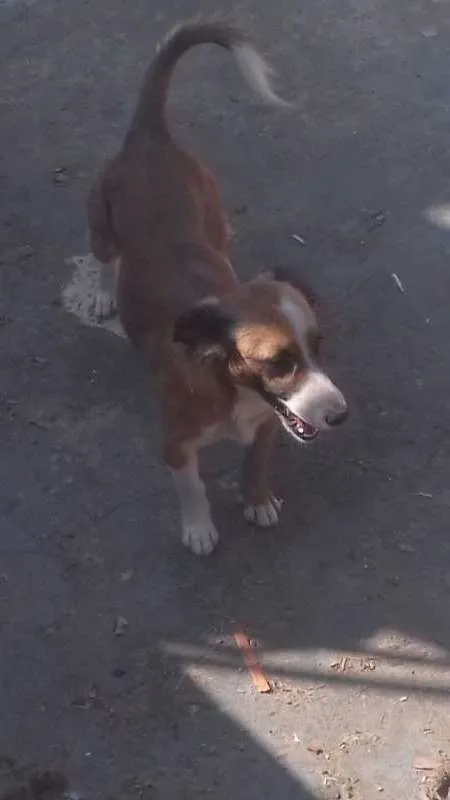 Cachorro ra a srd idade 2 anos nome chorona