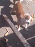 amy