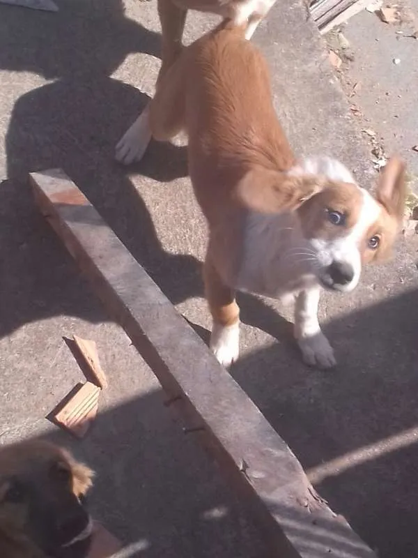 Cachorro ra a srd idade 2 a 6 meses nome amy