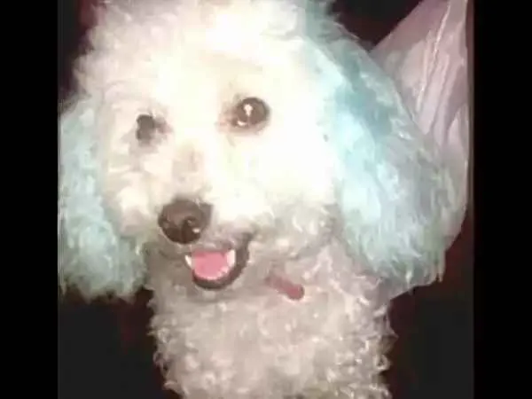 Cachorro ra a Poodle idade 3 anos nome Sofia