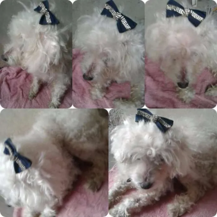 Cachorro ra a Poodle idade 3 anos nome Sofia