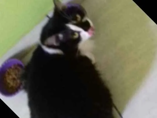 Gato ra a Mistura de angora idade 1 ano nome Frajola