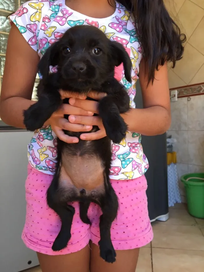 Cachorro ra a Não sei  idade Abaixo de 2 meses nome Sem nome 