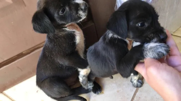 Cachorro ra a Não sei  idade Abaixo de 2 meses nome Sem nome 