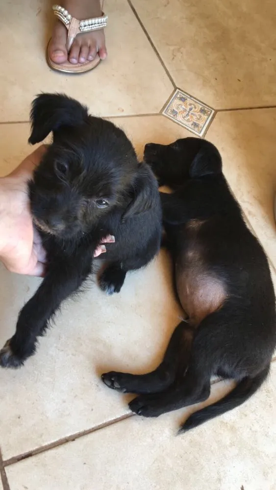 Cachorro ra a Não sei  idade Abaixo de 2 meses nome Sem nome 