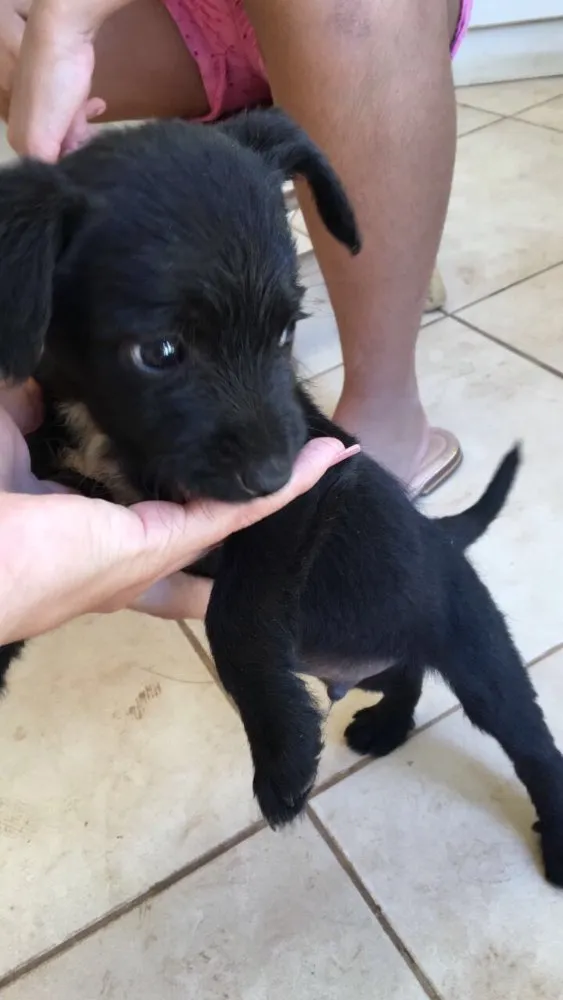 Cachorro ra a Não sei  idade Abaixo de 2 meses nome Sem nome 