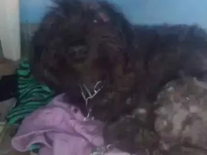 Cachorro raça Pudor com Coke idade 3 anos nome Belinha