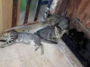 Gato raça  idade 2 a 6 meses nome Sem nomes