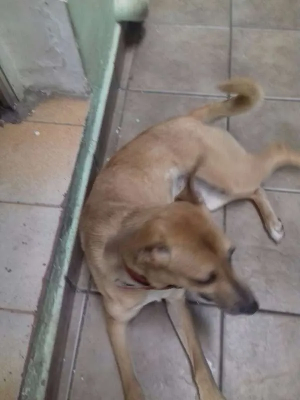 Cachorro ra a SRD idade 1 ano nome Mel