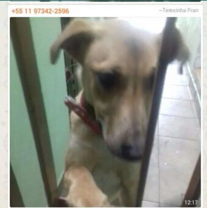 Cachorro ra a SRD idade 1 ano nome Mel