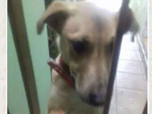 Cachorro raça SRD idade 1 ano nome Mel