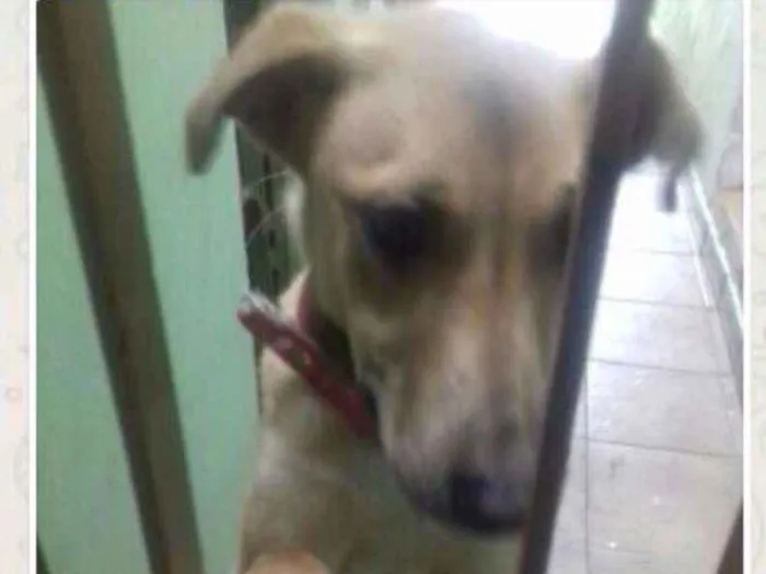 Cachorro ra a SRD idade 1 ano nome Mel