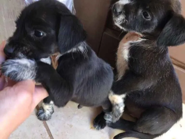 Cachorro ra a Não sei  idade Abaixo de 2 meses nome Sem nome 