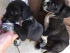 Cachorro raça Não sei  idade Abaixo de 2 meses nome Sem nome 