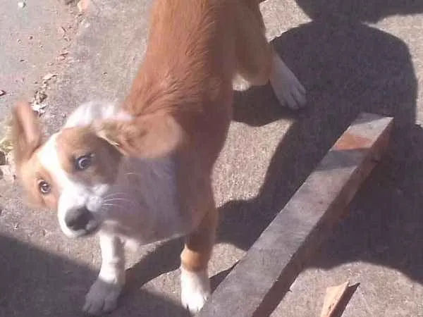 Cachorro ra a srd idade 2 a 6 meses nome amy