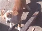 Cachorro raça srd idade 2 a 6 meses nome amy