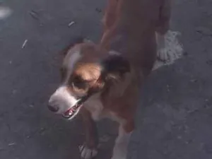 Cachorro raça srd idade 2 anos nome chorona