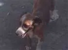 Cachorro raça srd idade 2 anos nome chorona