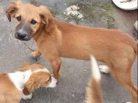Cachorro ra a srd idade 2 a 6 meses nome gwen