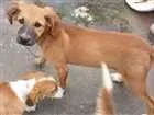 Cachorro raça srd idade 2 a 6 meses nome gwen