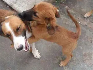 Cachorro raça srd idade 2 a 6 meses nome janis