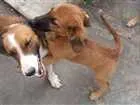 Cachorro raça srd idade 2 a 6 meses nome janis