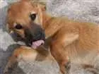 Cachorro raça srd idade 2 a 6 meses nome costelinha