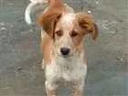 Cachorro raça srd idade 2 a 6 meses nome logan