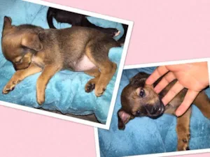 Cachorro raça Sem raça definida  idade Abaixo de 2 meses nome Sem nome 