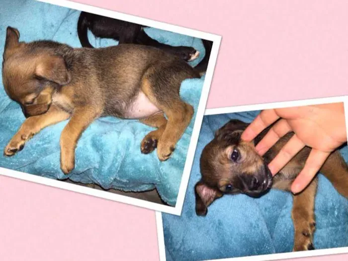 Cachorro ra a Sem raça definida  idade Abaixo de 2 meses nome Sem nome 