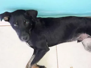 Cachorro raça SRD idade 7 a 11 meses nome Pretinho