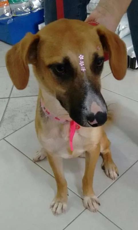 Cachorro ra a srd idade 7 a 11 meses nome Meg