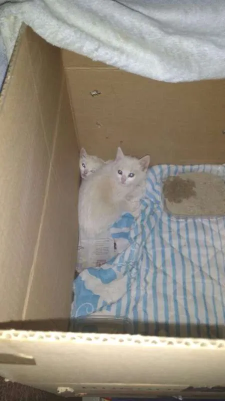 Gato raça  idade  nome Sem nome