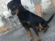 Cachorro raça Misturado com rotwaile  idade 5 anos nome Hulk