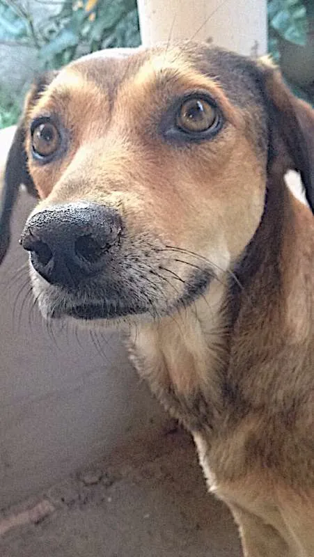 Cachorro ra a Vira-lata idade 3 anos nome Kinsky