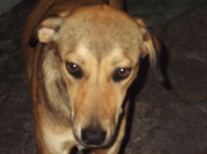 Cachorro ra a Vira-lata idade 3 anos nome Kinsky