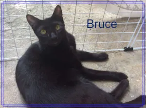 Gato raça  idade 1 ano nome Bruce e Vivian