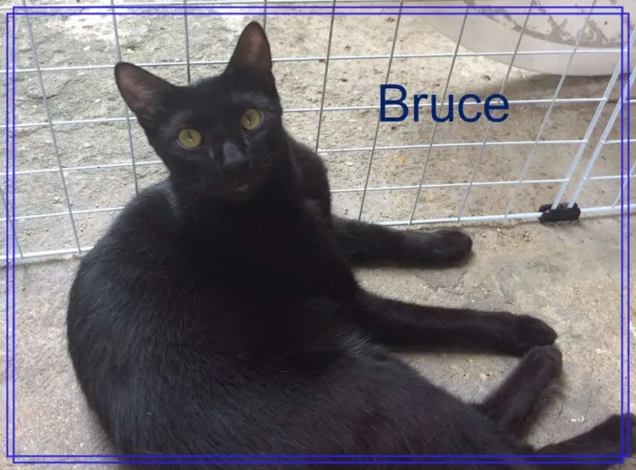 Gato ra a  idade 1 ano nome Bruce e Vivian