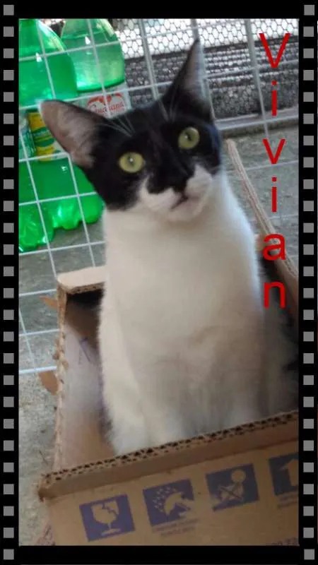 Gato ra a  idade 1 ano nome Bruce e Vivian
