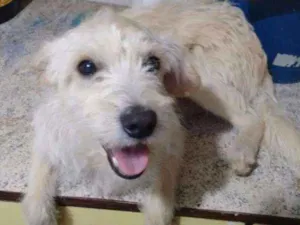 Cachorro raça Cruza com putell idade 1 ano nome Fofo e Chiquinho