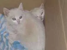 Gato raça  idade  nome Sem nome