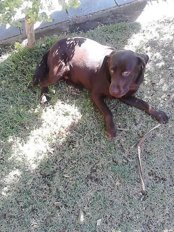 Cachorro raça Labrador idade 2 anos nome Hannie