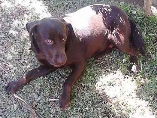 Cachorro raça Labrador idade 2 anos nome Hannie